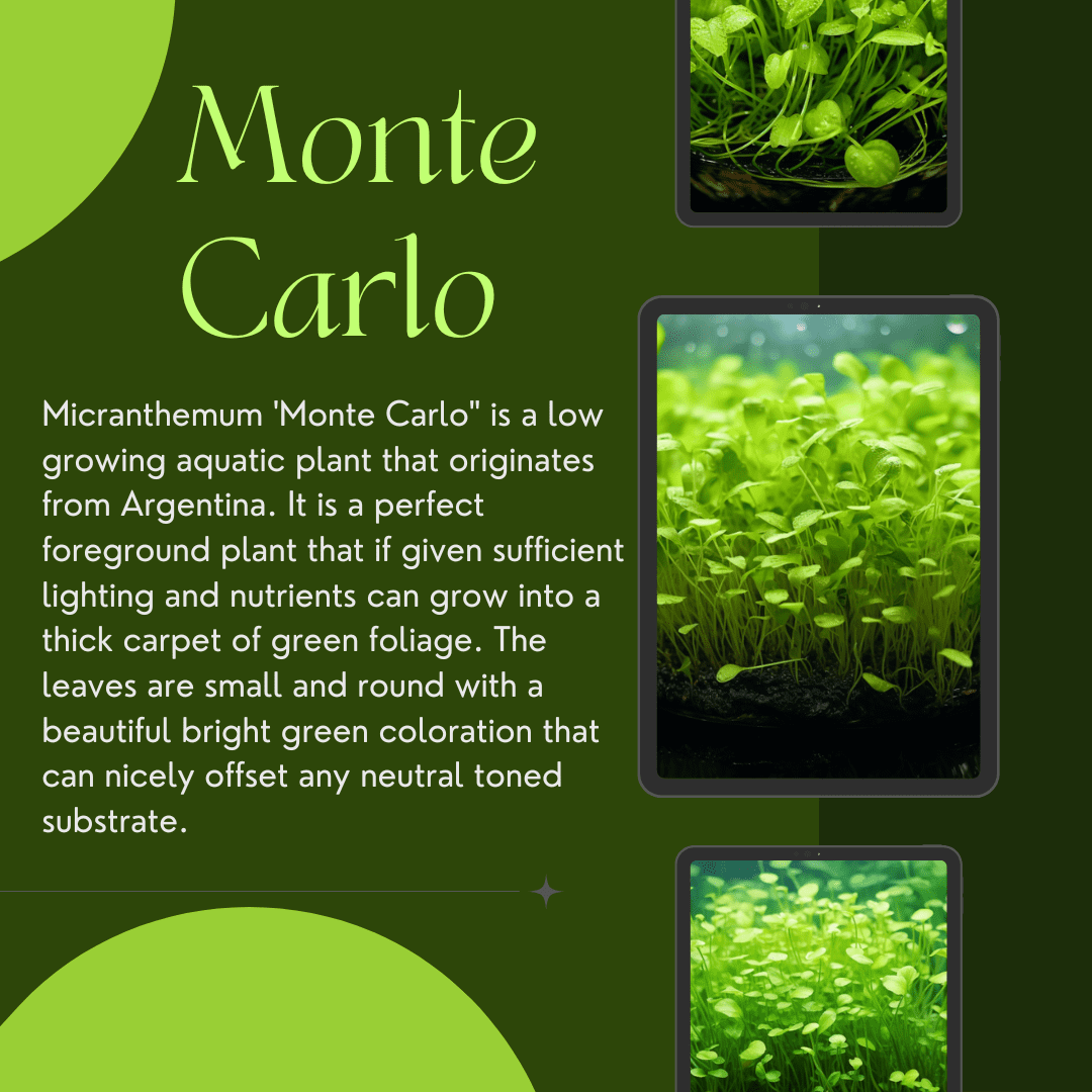 BUY2GET1 Potted Monte Carlo (Micranthemum Tweediei) Freshwater Plants