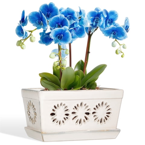 BUYMAX Orchid pot with holes and saucer for repotting, cream whites,10 inch,1 ct