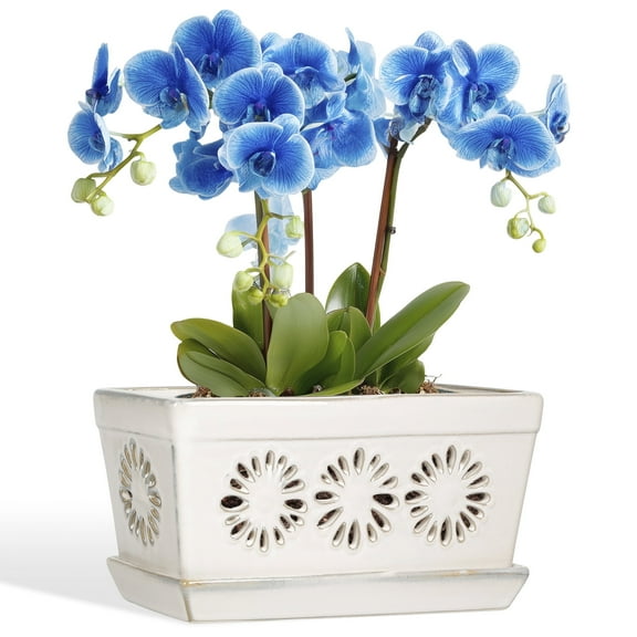 BUYMAX 10×5 inch White Floral Rectangle Ceramic Orchid Pot with Holes, Durable Planter with Drainage and Matching Saucer, Accommodates 2 Orchids