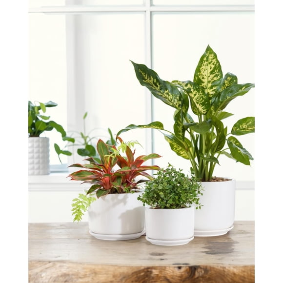 BUYMAX 4+5+6 Inch Set of 3 Ceramic Plant Pots, White, Nature Flower Pots with Drainage Hole and Tray Indoor Planter Pots