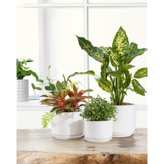 BUYMAX 4+5+6 inch Set of 3 Ceramic Plant Pots, White, Nature Flower Pots with Drainage Hole and Tray Indoor Planter Pots