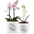 thumbnail image 1 of BUYMAX 5" & 6" Ceramic Orchid Pots with Holes and Trays, Island Palm Alabaster White, Set of 2, 1 of 8