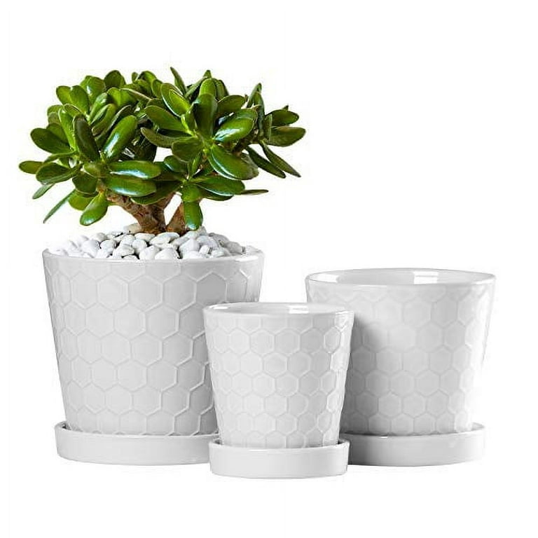 Succulent gift box - 3 ceramic pot