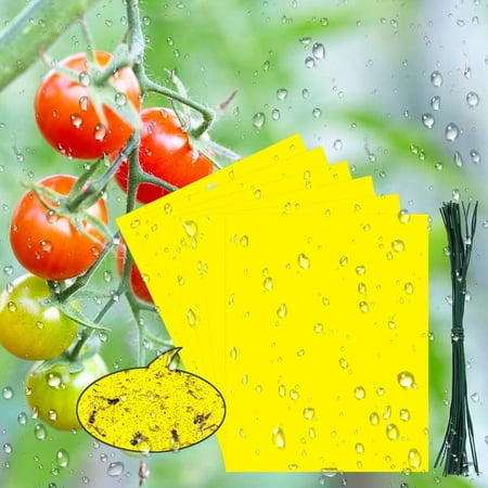 BUZIFU 30 Pack Insect Traps Double-Sided Sticky Traps,Yellow Sticky Papers Dual Sticky Fly Traps for Plant Insect Like Fungus Gnat, Whitefly, Aphid, Leaf Miners, Bugs (19.8x15cm, 30pcs Twist Ties