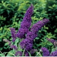 thumbnail image 1 of BUZZ™ Midnight Butterfly Bush - Compact/Short Buddleia - Gallon Pot, 1 of 1