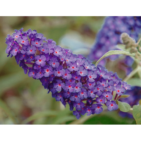 BUZZ Purple Butterfly Bush - Compact/Short - Heavy Blooms -Gallon Pot- Buddleia