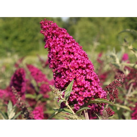 BUZZ Velvet Butterfly Bush - Gallon Pot -Compact/Short - Heavy Blooms - Buddleia
