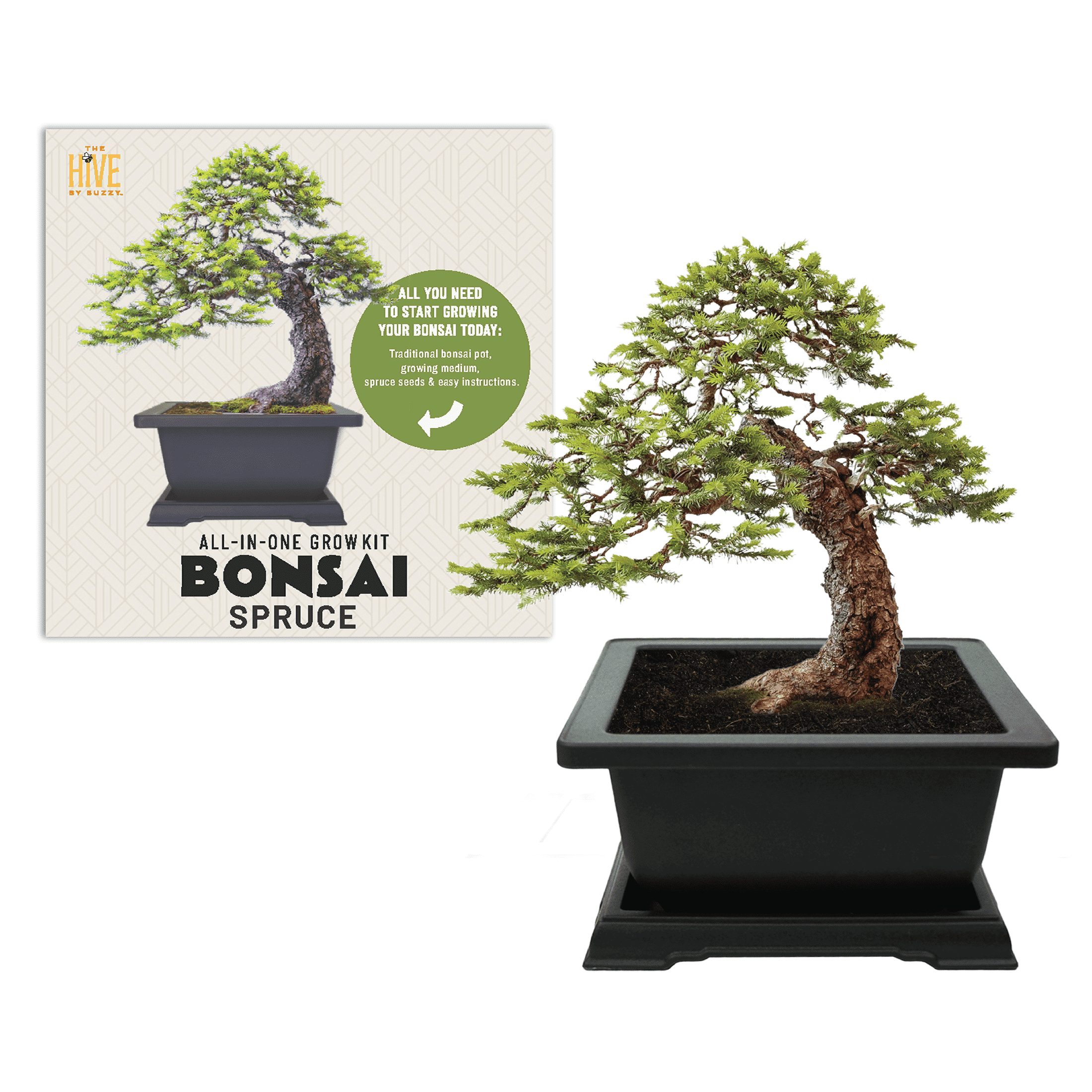 Bonsai Tree Starter Kit (Buzzy Seeds)
