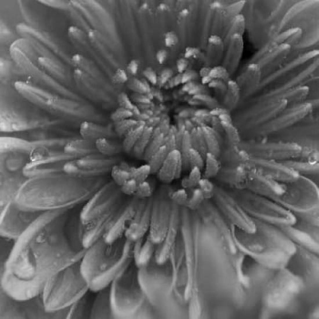 BW Mum Sq I Canvas Art - Erin Berzel (24 x 24)