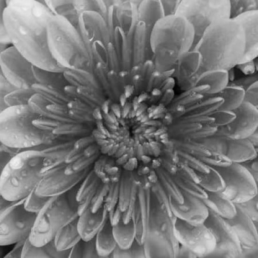 BW Mum Sq II Canvas Art - Erin Berzel (24 x 24)