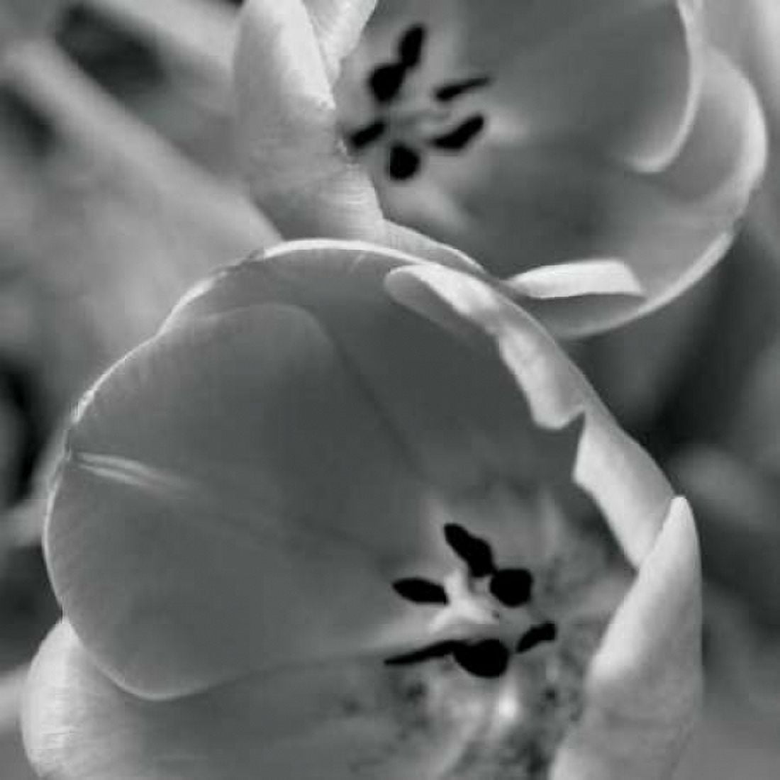 BW Tulips II Canvas Art - Erin Berzel (24 x 24)