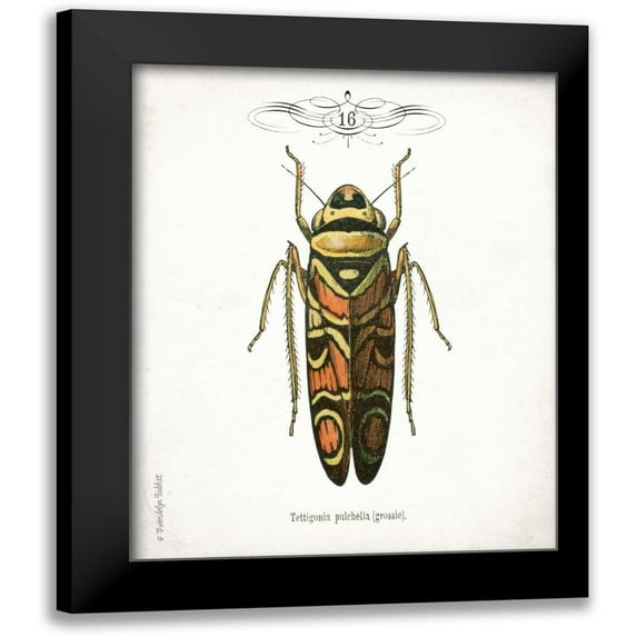 Babbitt, Gwendolyn 12x14 Black Modern Framed Museum Art Print Titled - Beetle III