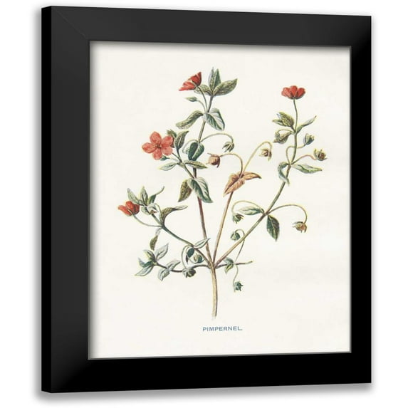 Babbitt, Gwendolyn 12x14 Black Modern Framed Museum Art Print Titled - Pimpernel