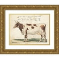 thumbnail image 1 of Babbitt, Gwendolyn 14x12 Gold Ornate Wood Framed with Double Matting Museum Art Print Titled - Anatomical Model Cow, 1 of 4