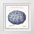 thumbnail image 1 of Babbitt, Gwendolyn 15x15 White Modern Wood Framed Museum Art Print Titled - Sea Urchin III, 1 of 4