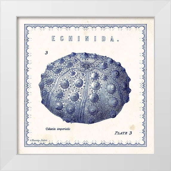 Babbitt, Gwendolyn 15x15 White Modern Wood Framed Museum Art Print Titled - Sea Urchin III