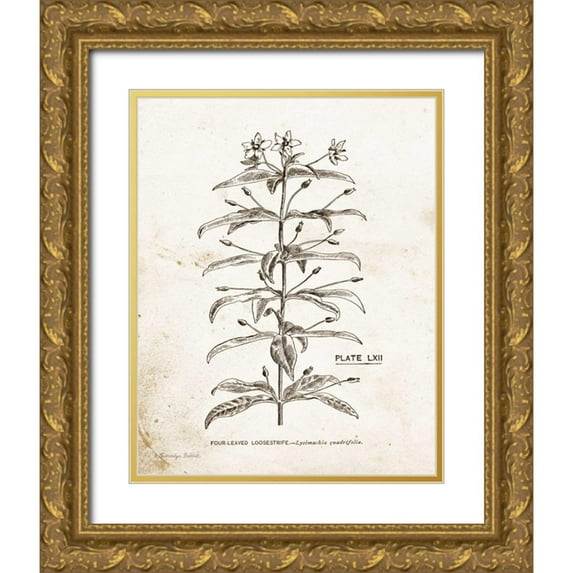 Babbitt, Gwendolyn 15x18 Gold Ornate Wood Framed with Double Matting Museum Art Print Titled - Flower Plate II