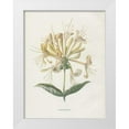 thumbnail image 1 of Babbitt, Gwendolyn 15x18 White Modern Wood Framed Museum Art Print Titled - Honeysuckle, 1 of 4