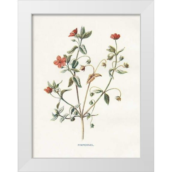 Babbitt, Gwendolyn 15x18 White Modern Wood Framed Museum Art Print Titled - Pimpernel