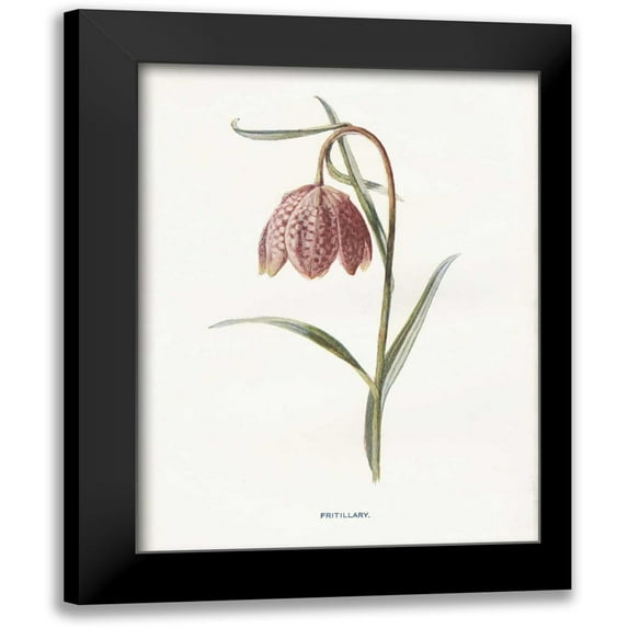 Babbitt, Gwendolyn 19x24 Black Modern Framed Museum Art Print Titled - Fritillary