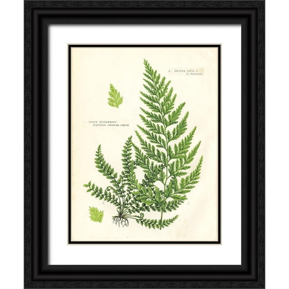 Babbitt, Gwendolyn 19x24 Black Ornate Wood Framed with Double Matting Museum Art Print Titled - Fern IV