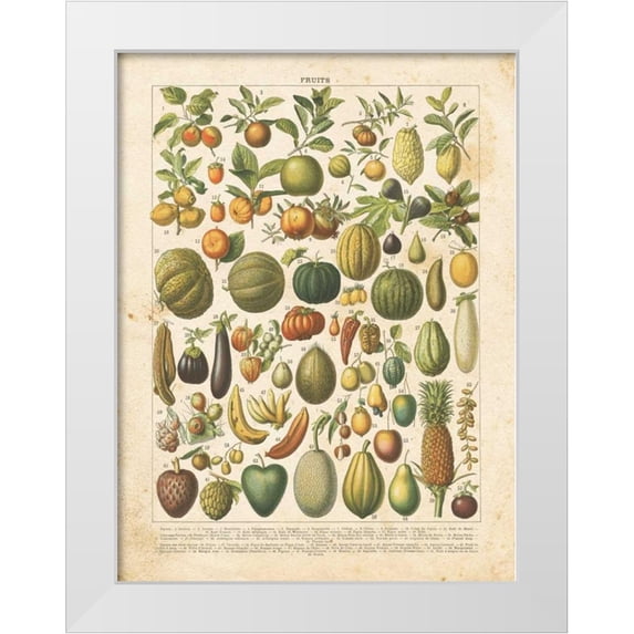 Babbitt, Gwendolyn 19x24 White Modern Wood Framed Museum Art Print Titled - French Fruit Chart