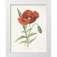 thumbnail image 1 of Babbitt, Gwendolyn 19x24 White Modern Wood Framed Museum Art Print Titled - Scarlet Poppy, 1 of 4