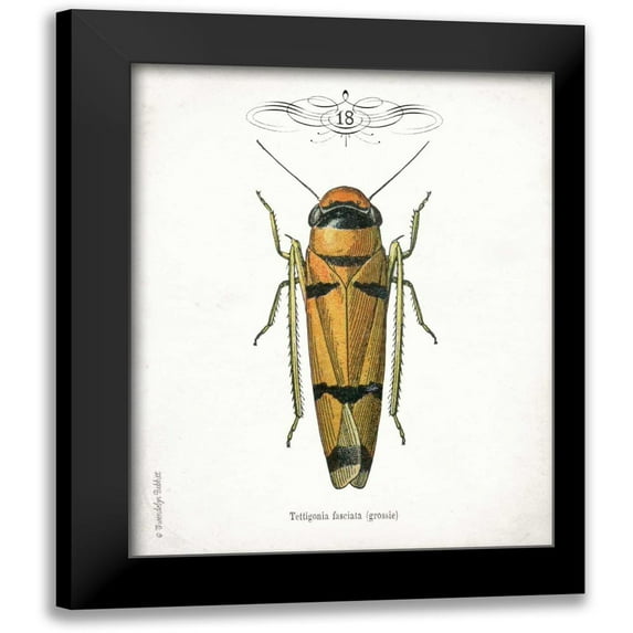 Babbitt, Gwendolyn 20x24 Black Modern Framed Museum Art Print Titled - Beetle II