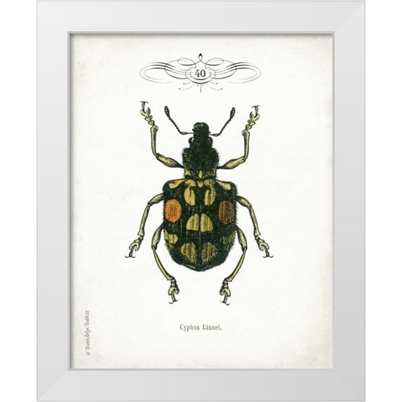 Babbitt, Gwendolyn 20x24 White Modern Wood Framed Museum Art Print Titled - Beetle IV