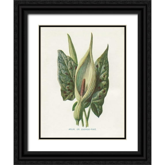 Babbitt, Gwendolyn 25x32 Black Ornate Wood Framed with Double Matting Museum Art Print Titled - Green Arum