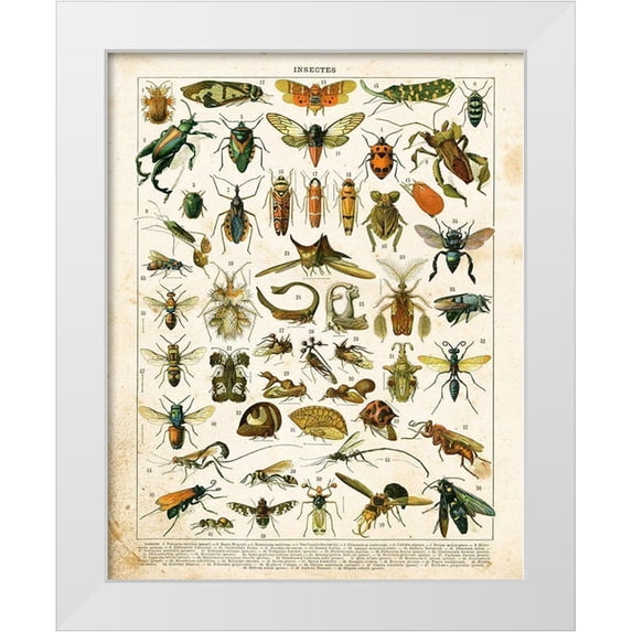 Babbitt, Gwendolyn 26x32 White Modern Wood Framed Museum Art Print Titled - Bug Chart II