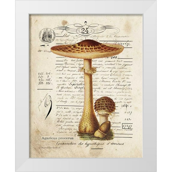 Babbitt, Gwendolyn 26x32 White Modern Wood Framed Museum Art Print Titled - Mushroom I