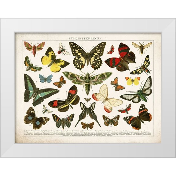 Babbitt, Gwendolyn 32x25 White Modern Wood Framed Museum Art Print Titled - Butterfly Chart