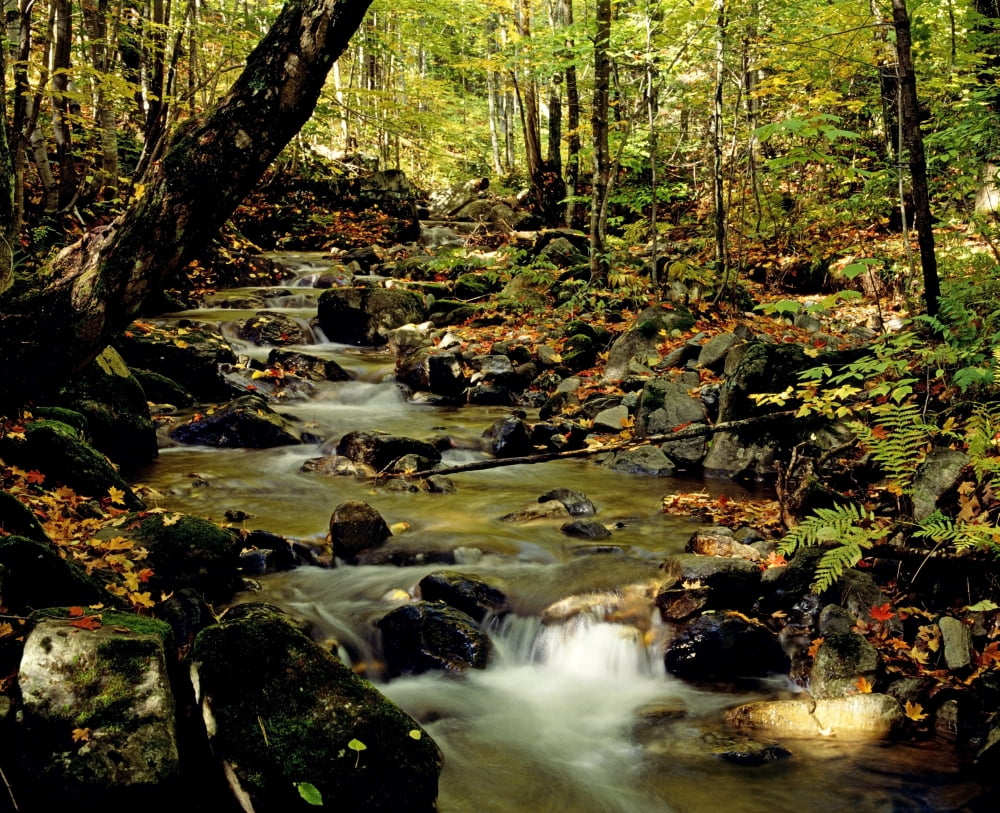 Babbling Brook Canvas Art - David Chapman Design Pics (16 x 13)