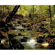 Babbling Brook Poster Print