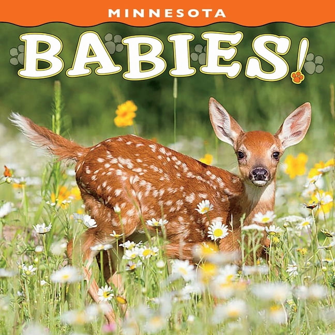 Babies! Minnesota Babies!, (Board Book)