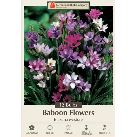 Baboon Flowers Mix - 12 Bulbs 5/+ cm - Babiana stricta