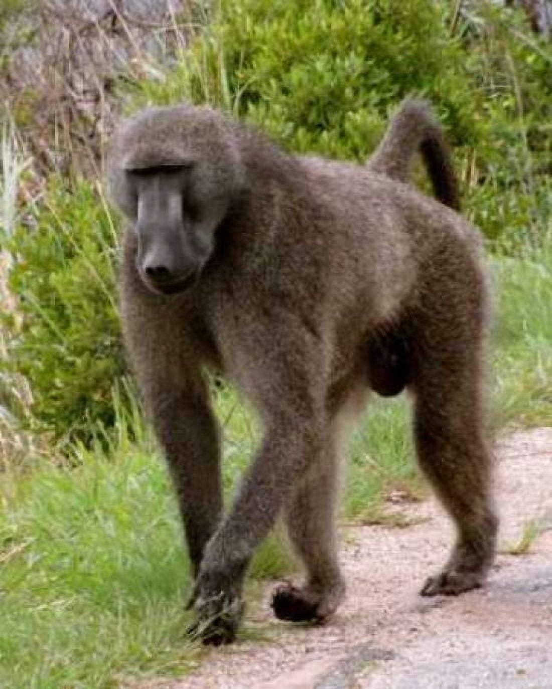 Baboon II Canvas Art - Dana Underdahl (22 x 28)