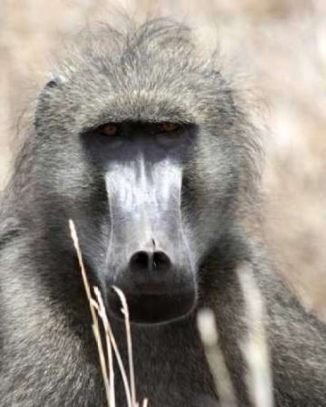 Baboon Portrait I Canvas Art - Dana Underdahl (22 x 28)
