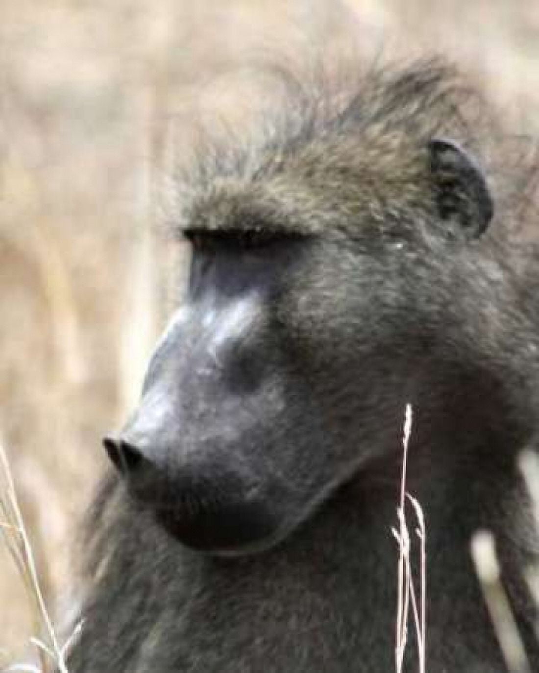Baboon Portrait II Canvas Art - Dana Underdahl (20 x 24)