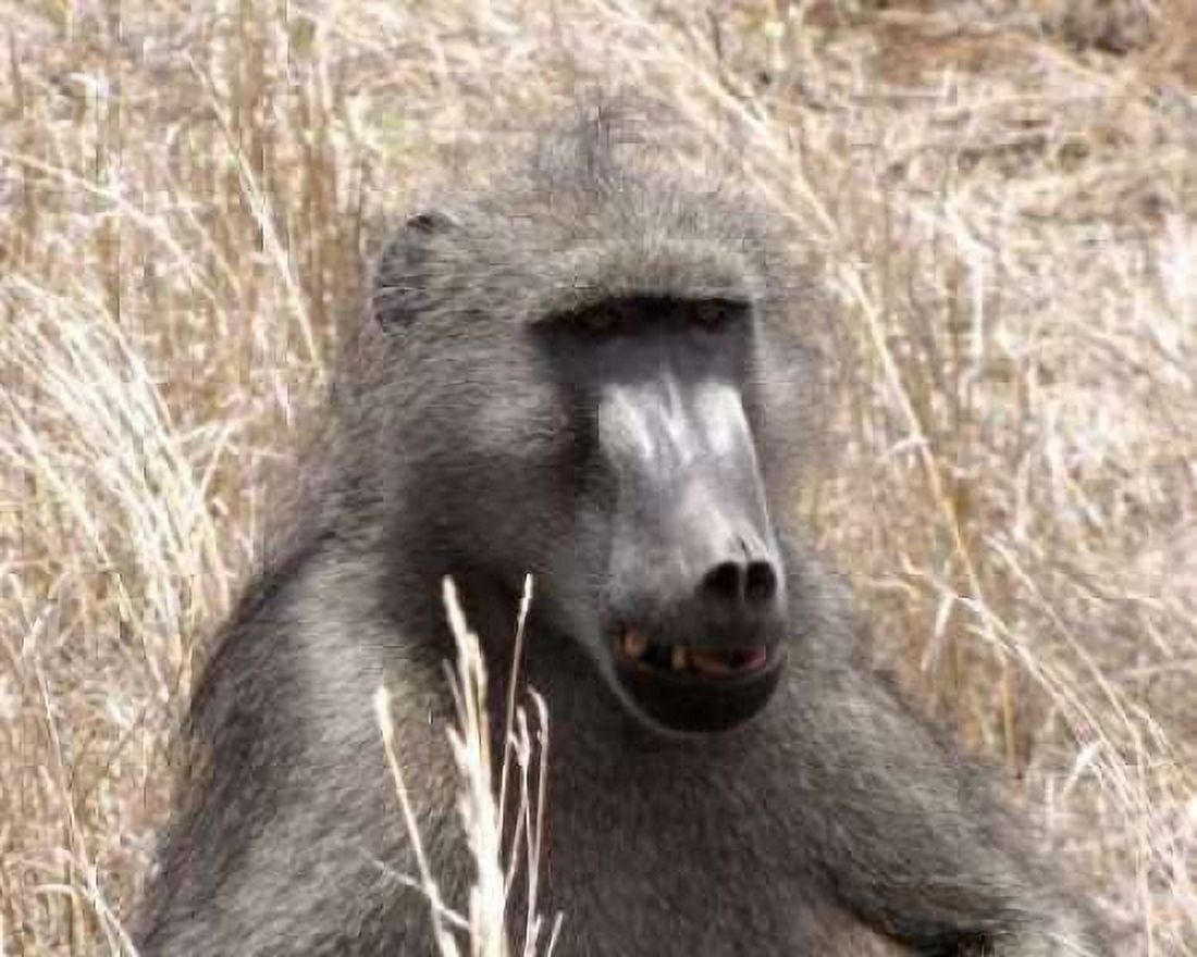 Baboon Portrait III Canvas Art - Dana Underdahl (24 x 30)