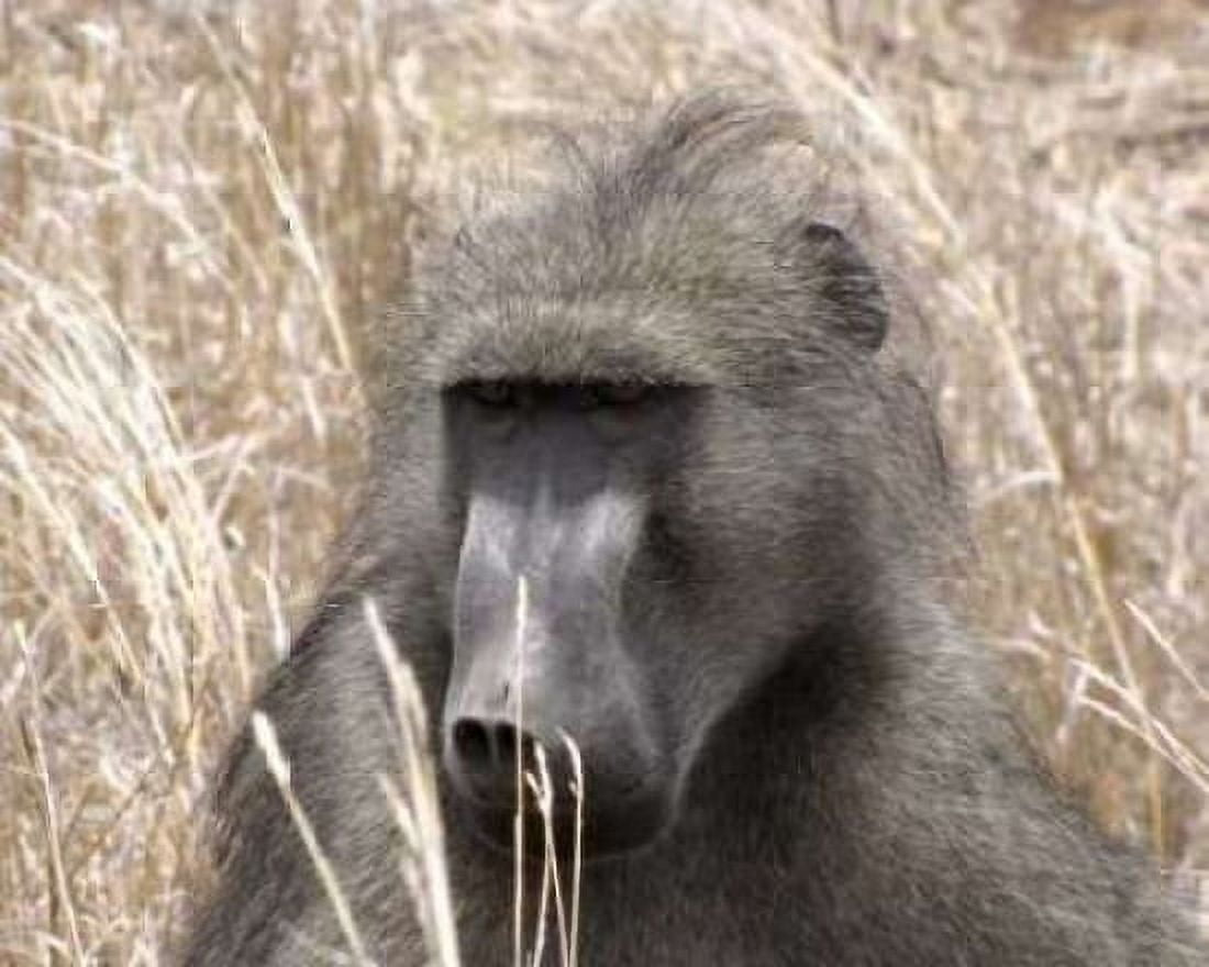 Baboon Portrait IV Canvas Art - Dana Underdahl (20 x 24)