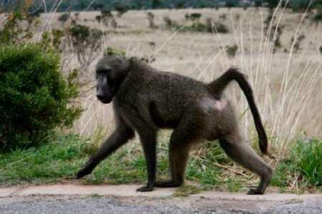 Baboon V Canvas Art - Dana Underdahl (12 x 18)