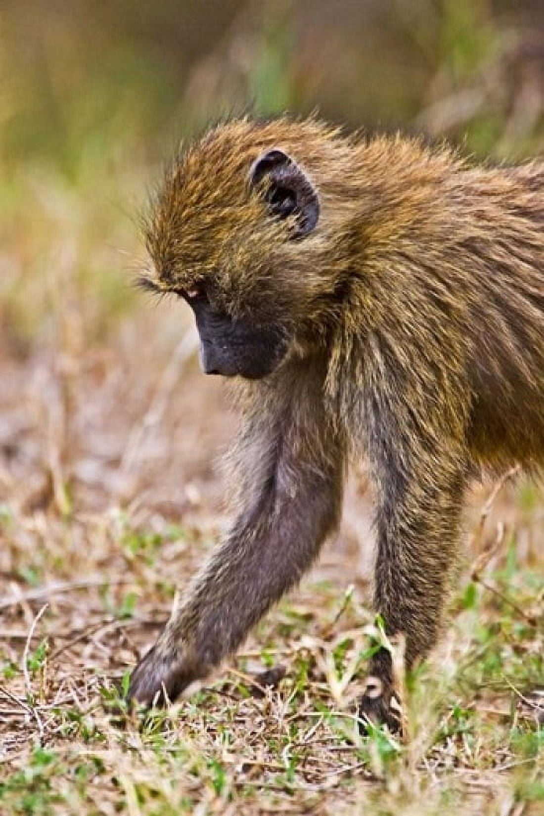 Baboons Hanging Around Maasai Mara Kenya Canvas Art - Joe Restuccia III DanitaDelimont (11 x 17)
