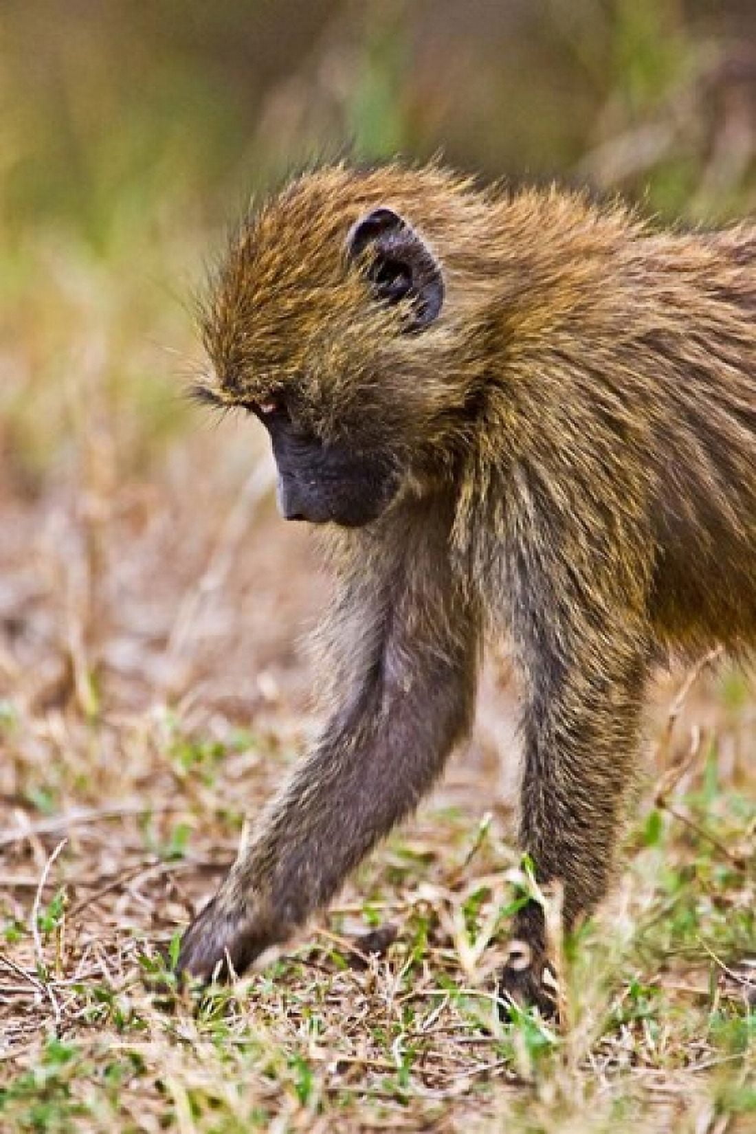 Baboons Hanging Around Maasai Mara Kenya Canvas Art - Joe Restuccia III DanitaDelimont (23 x 35)