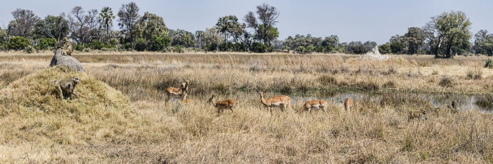 Baboons and Impalas (Aepyceros melampus) in a forest Chitabe Okavango Delta Botswana Canvas Art - Panoramic Images (36 x 12)