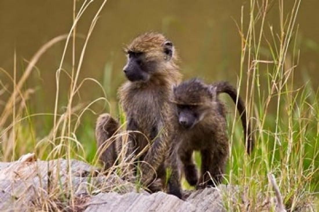 Baboons in the bush in the Maasai Mara Kenya (RF) Canvas Art - Joe Restuccia III DanitaDelimont (24 x 15)