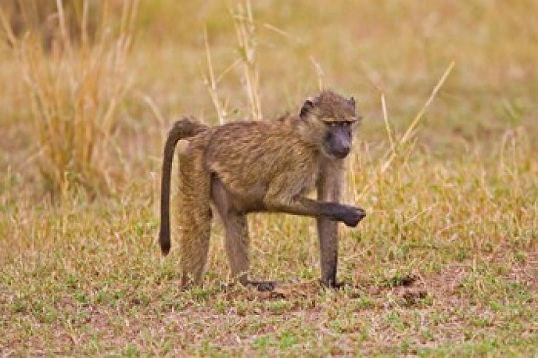 Baboons near the bush in the Maasai Mara Kenya Canvas Art - Joe Restuccia III DanitaDelimont (38 x 25)