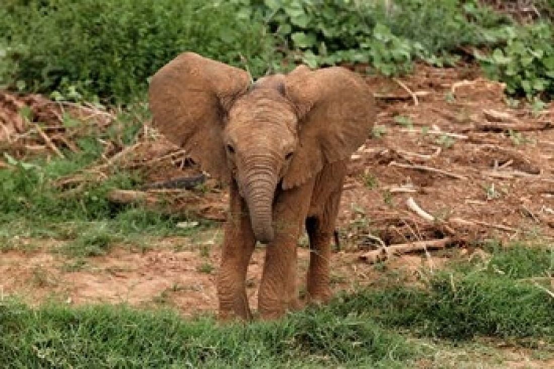 Baby Africa elephant Samburu National Reserve Kenya Canvas Art - Adam Jones DanitaDelimont (24 x 15)