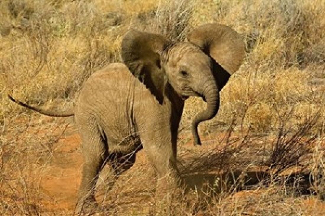 Baby African Elephant Samburu Game Reserve Kenya Canvas Art - Adam Jones DanitaDelimont (24 x 15)